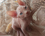 Кошки в Челябинске: Канадский сфинкс мальчик Мальчик, 40 000 руб. - фото 3
