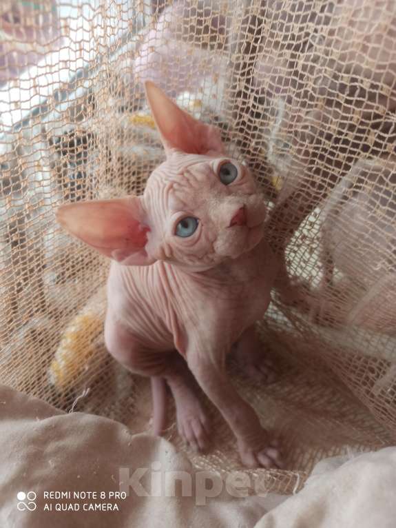 Кошки в Челябинске: Канадский сфинкс мальчик Мальчик, 40 000 руб. - фото 3