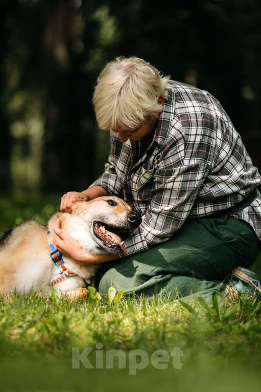 Собаки в Москве: Трепетный Джой Мальчик, Бесплатно - фото 10