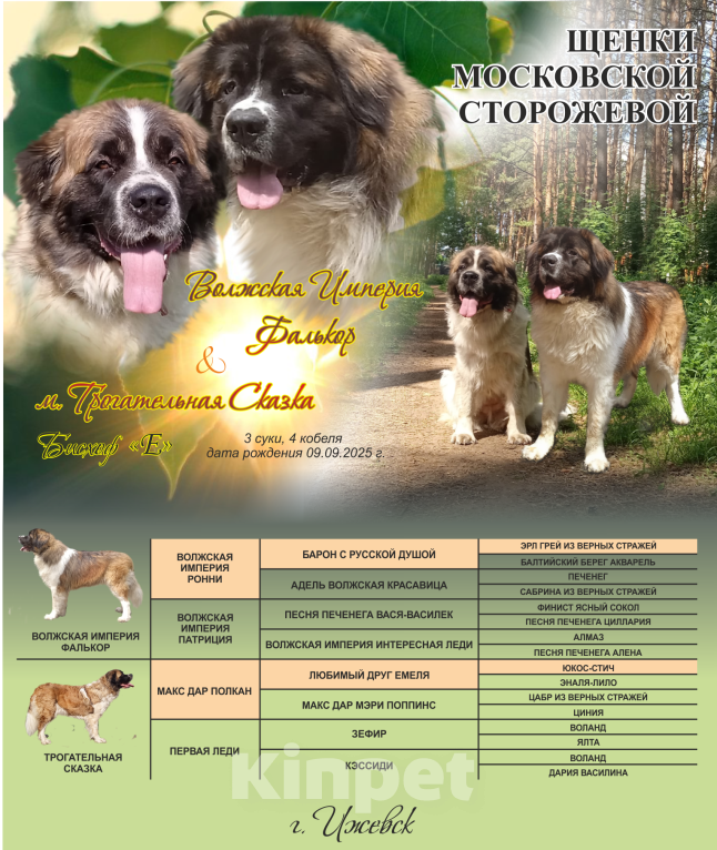 Собаки в Ижевске: Щенки породы Московская сторожевая Мальчик, 45 000 руб. - фото 1