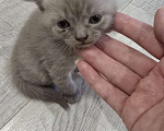 Кошки в Уссурийске: Продам шотландского вислоухого котенка Мальчик, 6 111 руб. - фото 5