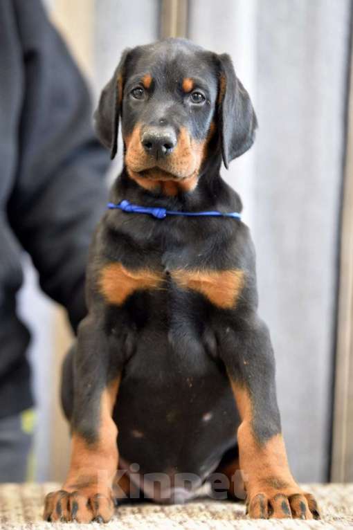 Собаки в других городах Московской области: Щенки добермана Мальчик, 65 000 руб. - фото 3