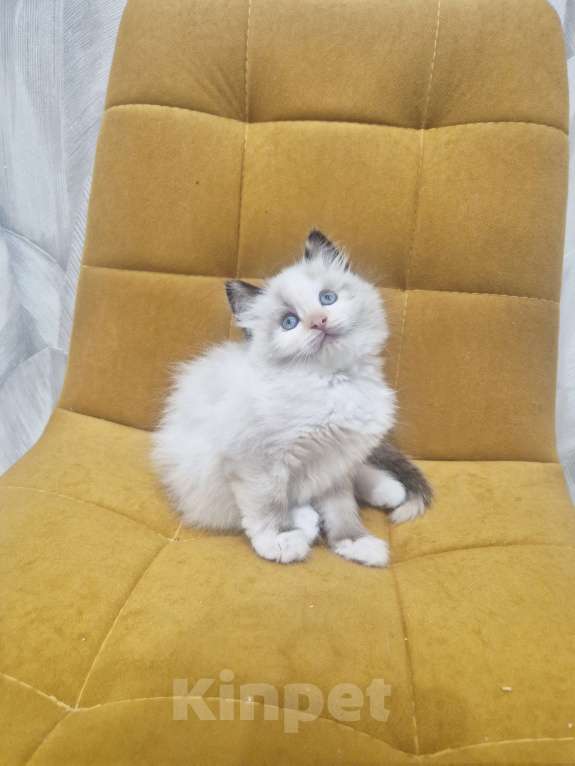 Кошки в Москве: Самый обаятельный котик Рэгдолл  Мальчик, 50 000 руб. - фото 4