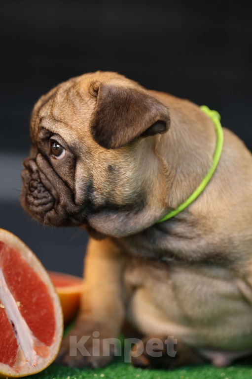 Собаки в Москве: Французский бульдог щенок Мальчик, 50 000 руб. - фото 4