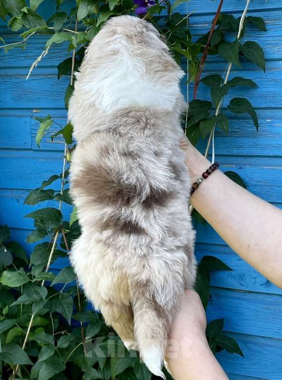 Собаки в Санкт-Петербурге: Щенки Аусси (Австралийская овчарка) Мальчик, Бесплатно - фото 2
