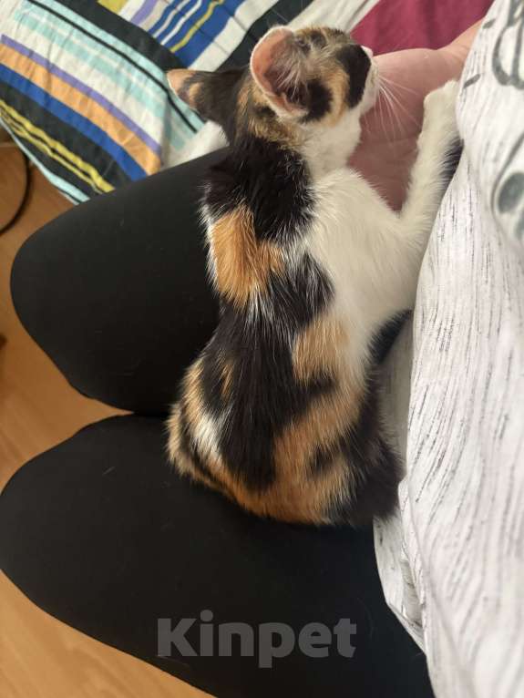 Кошки в Москве: Котенок-девочка, трехцветное счастье Девочка, Бесплатно - фото 3