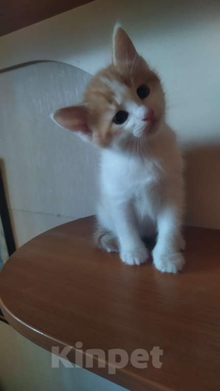 Кошки в Санкт-Петербурге: Котенок Турецкий Ван Мальчик, Бесплатно - фото 3