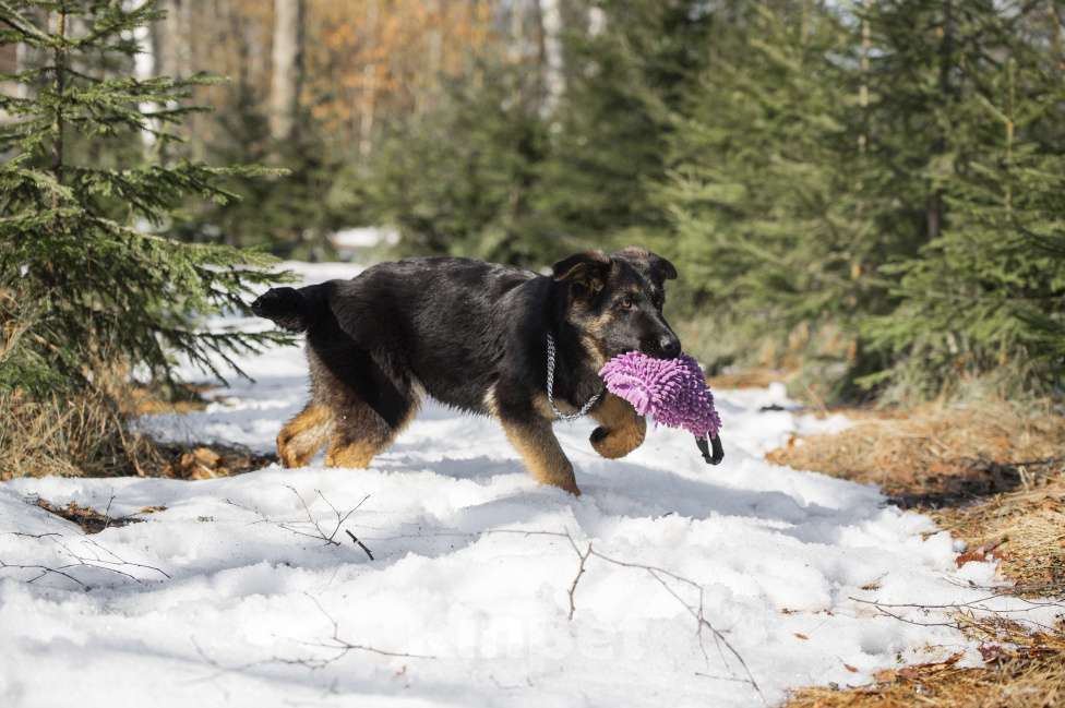 Собаки в других городах Московской области: Щенок немецкой овчарки рабочего разведения Девочка, 80 000 руб. - фото 9
