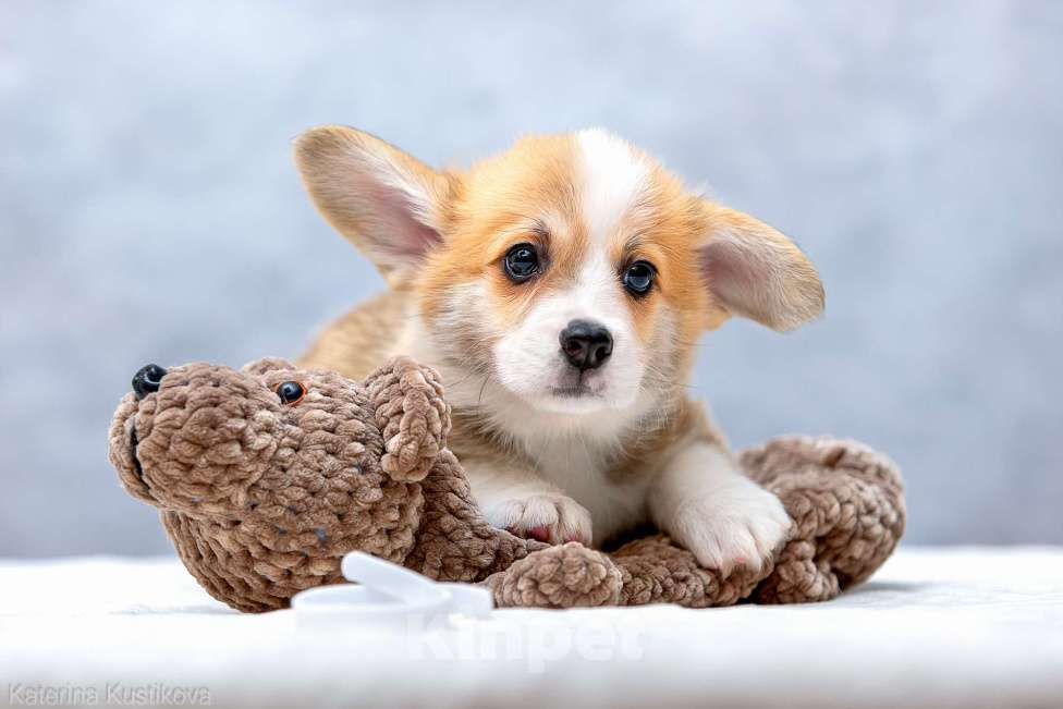 Собаки в Москве: Щенки вельш корги пемброк Мальчик, 55 000 руб. - фото 8