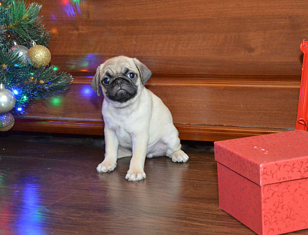 Малыш мопсенок