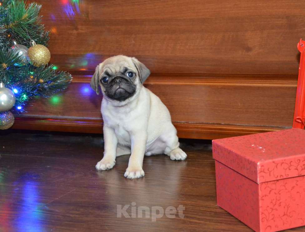 Собаки в Твери: Малыш мопсенок Мальчик, 35 000 руб. - фото 1