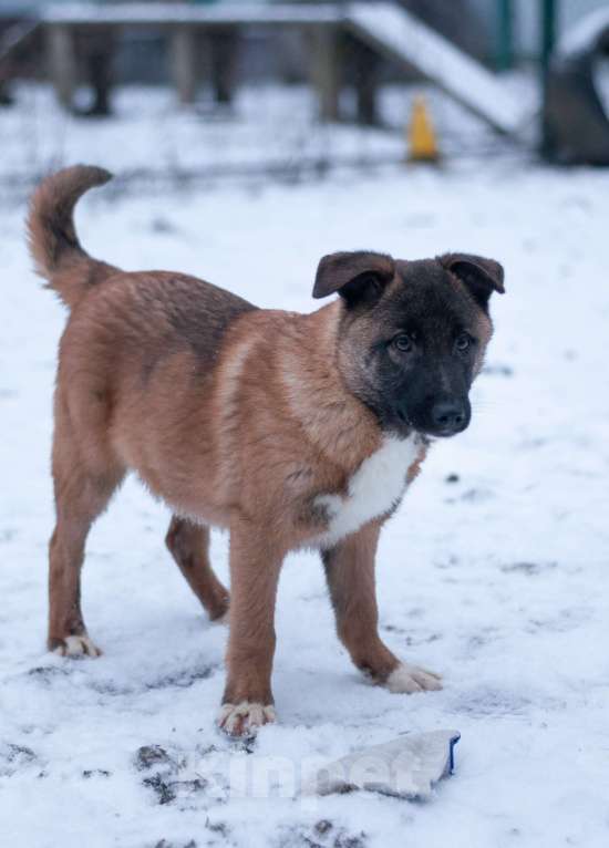 Собаки в Ногинске: Сыночка корзиночка с умнейшими задатками малинуа, харизмой бульдога, отважностью пантеры! Мальчик, Бесплатно - фото 5
