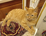 Кошки в Туле: Пропал Рыжий кот Мальчик, 1 руб. - фото 1