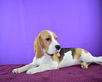 Собаки в Москве: Щенок бигля н Девочка, 65 000 руб. - фото 4