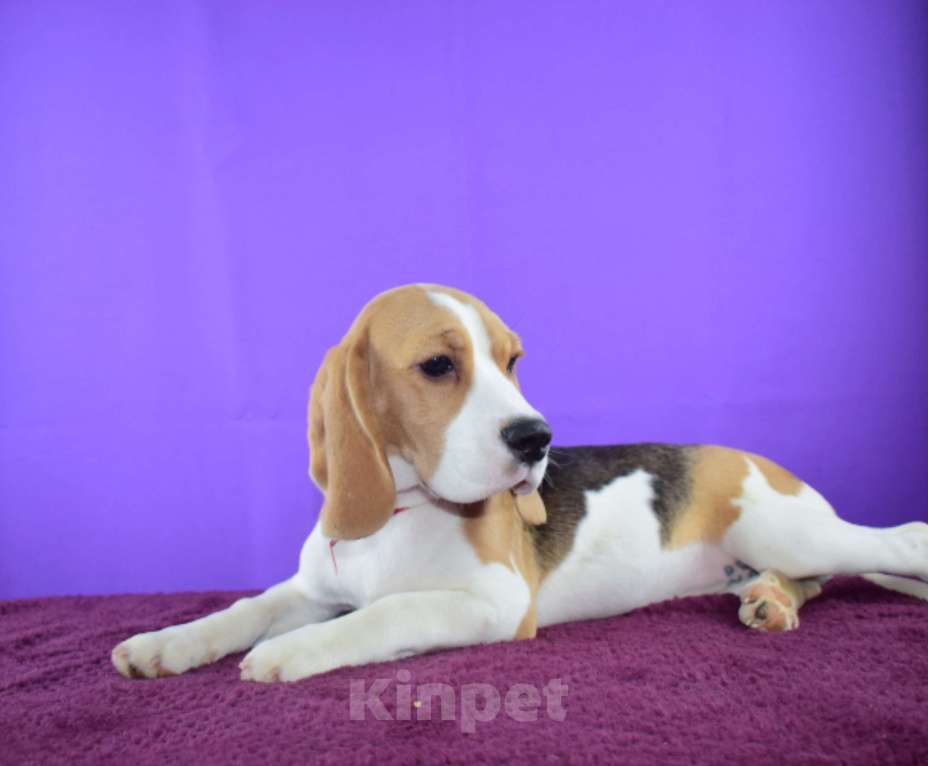 Собаки в Москве: Щенок бигля н Девочка, 65 000 руб. - фото 4