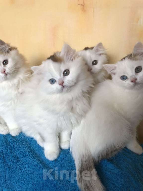 Кошки в Новосибирске: Шотландский котик Мальчик, 35 000 руб. - фото 3