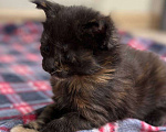 Кошки в Красноярске: Продам кошечку мейн-кун Девочка, 5 000 руб. - фото 2