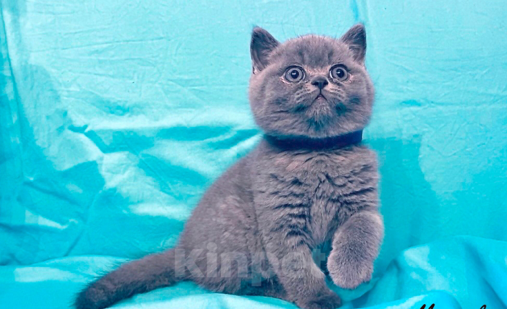 Кошки в Санкт-Петербурге: Продаются британские котята в разведение и как домашний любимец Разнополые, Бесплатно - фото 2