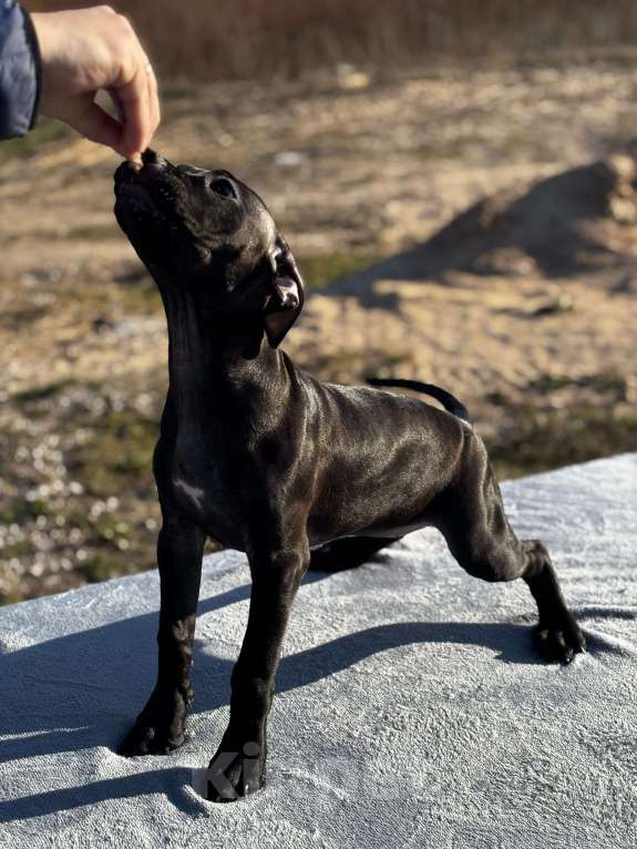 Собаки в Санкт-Петербурге: Щенок АПБТ Девочка, 30 000 руб. - фото 2