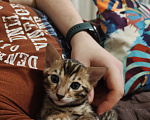 Кошки в Москве: Бенгальский котёнок 1,5 мес  Девочка, 40 000 руб. - фото 4