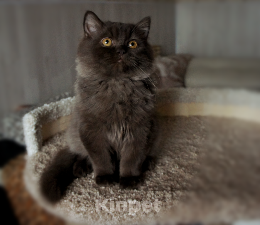 Кошки в Санкт-Петербурге: Британский мальчик . Мальчик, 25 000 руб. - фото 2