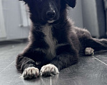 Собаки в Солнечногорске: Пушистик Мальчик, Бесплатно - фото 1