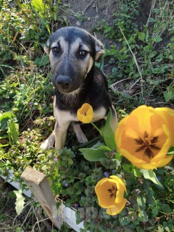 Собаки в Санкт-Петербурге: Маленькая Лила ищет большую и любящую семью Девочка, Бесплатно - фото 7