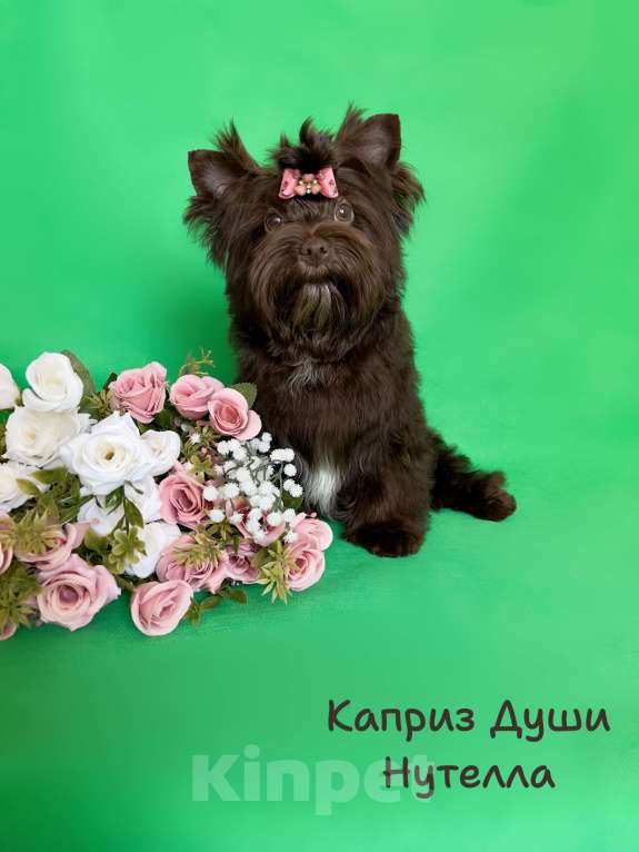 Собаки в Санкт-Петербурге: Девочка шоко йорка в любимцы Девочка, 35 000 руб. - фото 5