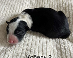 Собаки в других городах Алтайского края: Щенки Бордер Колли Мальчик, Бесплатно - фото 2