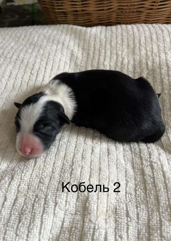 Собаки в других городах Алтайского края: Щенки Бордер Колли Мальчик, Бесплатно - фото 2