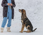 Собаки в Москве: Отличный охранник, молодой пес Платон, метис ретривера в добрые руки Мальчик, 10 руб. - фото 1