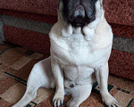 Собаки в Калуге: Мопс вязка, 5 000 руб. - фото 1