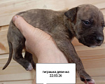 Собаки в других городах Московской области: Американский питбультерьер . Девочка Девочка, 40 000 руб. - фото 4