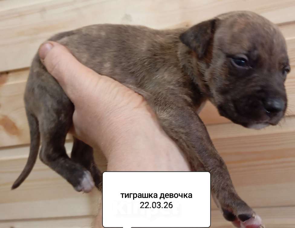 Собаки в других городах Московской области: Американский питбультерьер . Девочка Девочка, 40 000 руб. - фото 4