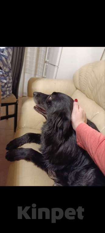 Собаки в Санкт-Петербурге: Отдам собачку бесплатно. Девочка, Бесплатно - фото 3