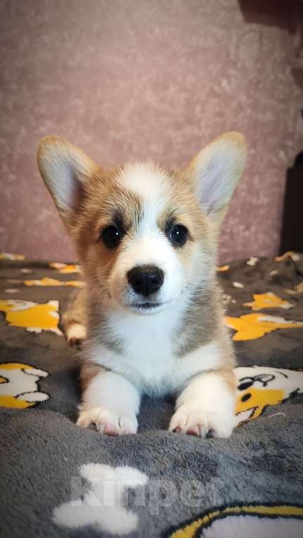 Собаки в Мценске: Девочка Дарси Блю Девочка, 50 000 руб. - фото 4