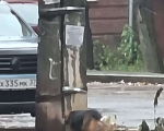 Собаки в Иваново: Собака на ул. Комсомольская Девочка, 1 руб. - фото 1