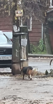 Объявление: Собака на ул. Комсомольская, 1 руб., Иваново