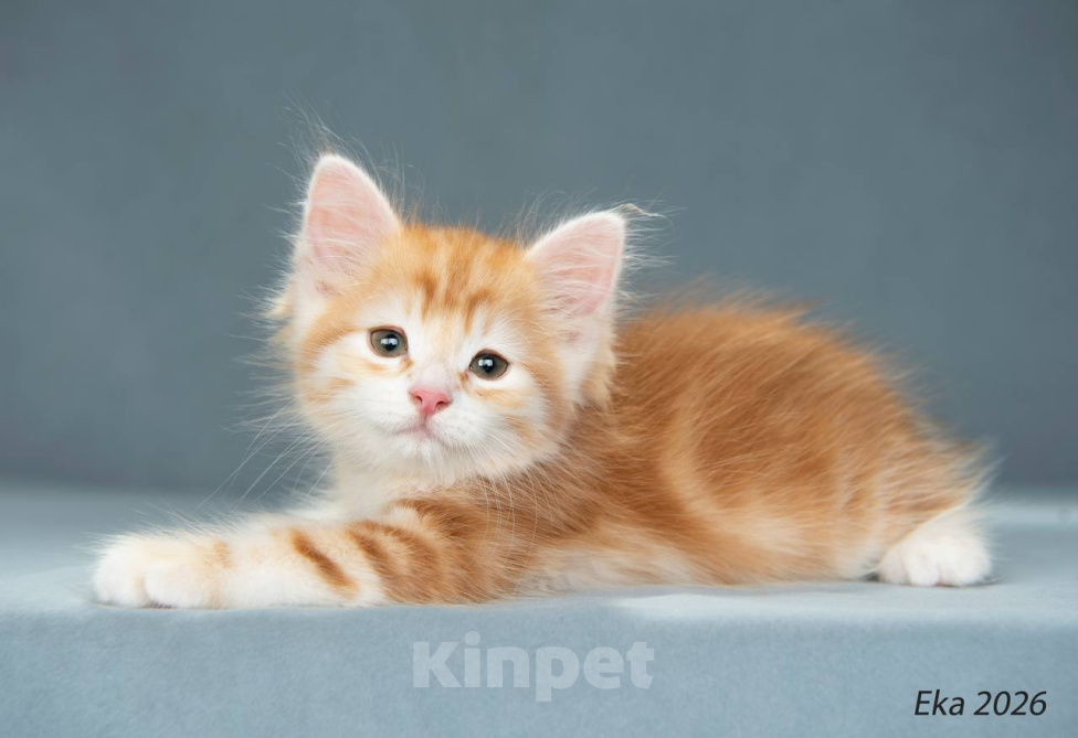 Кошки в Королеве: Сибирские котята Мальчик, 40 000 руб. - фото 1