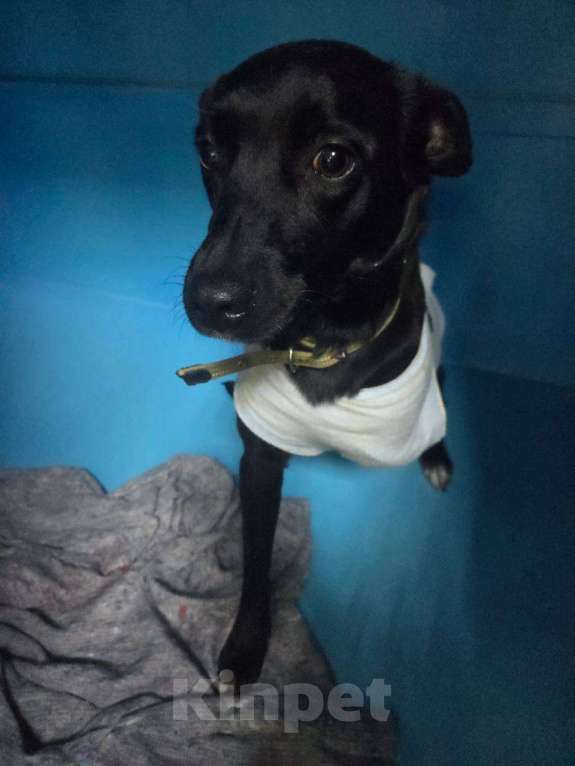 Собаки в Москве: Особенная Шпуленька ищет дом Девочка, Бесплатно - фото 6