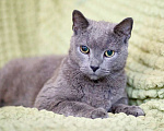 Кошки в Москве: Роскошный молодой кот Сапфир в добрые руки Мальчик, Бесплатно - фото 9