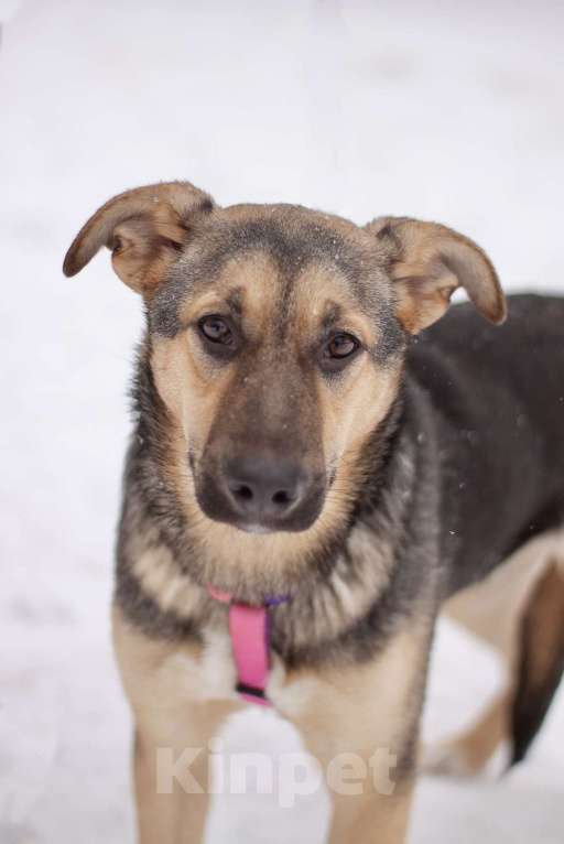 Собаки в Москве: Маленькая Теона с большим сердцем в поисках семьи Девочка, Бесплатно - фото 1