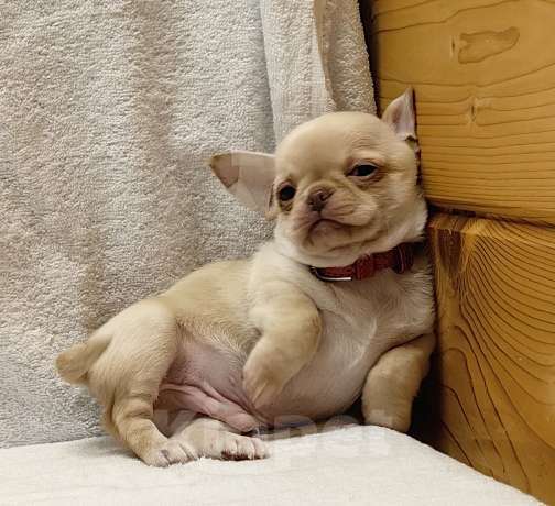 Собаки в Москве: Чихуахуа. Мальчик №1 Мальчик, 50 000 руб. - фото 4