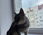 Кошки в Ставрополе: Отдам кошку Девочка, Бесплатно - фото 1