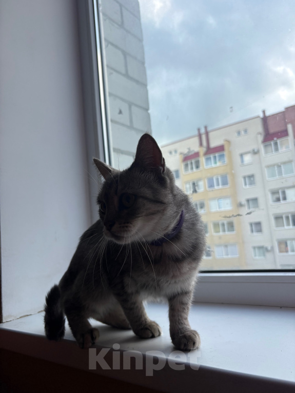 Кошки в Ставрополе: Отдам кошку Девочка, Бесплатно - фото 1