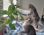 Кошки в Бору: Котята Девочка, 500 руб. - фото 5