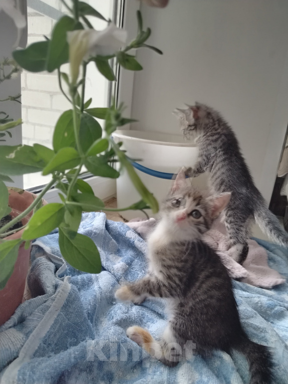 Кошки в Бору: Котята Девочка, 500 руб. - фото 5