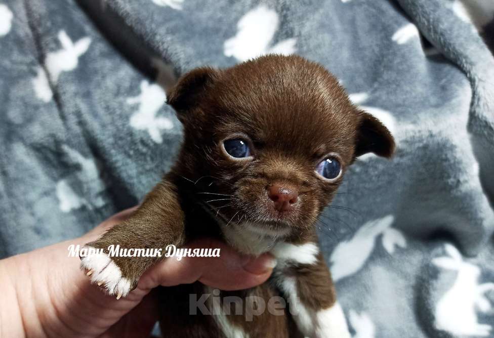 Собаки в Санкт-Петербурге: Чихуахуа Дуняша шоколадного окраса Девочка, 80 000 руб. - фото 6