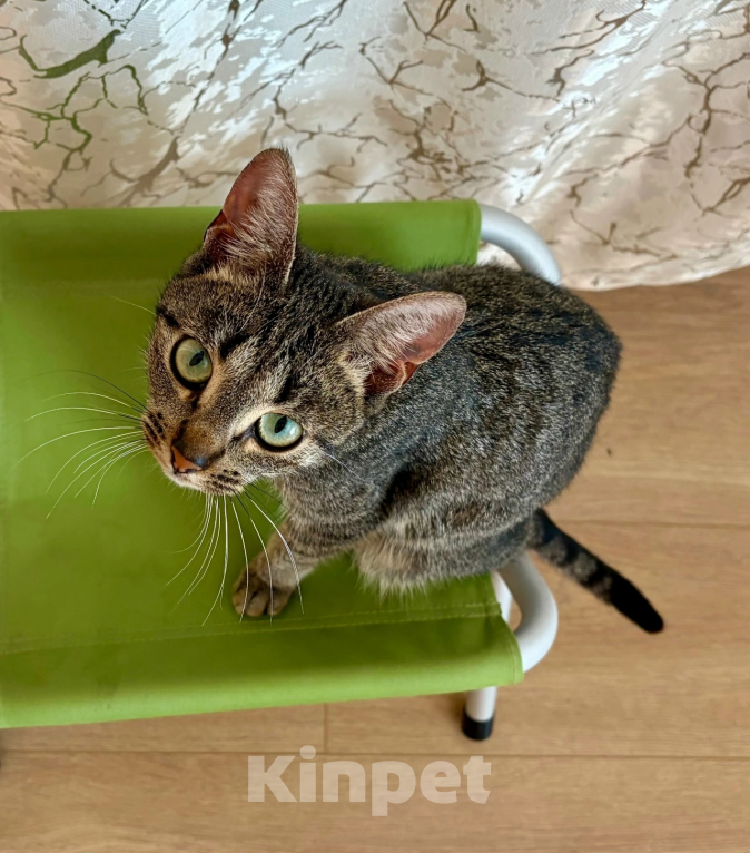 Кошки в Санкт-Петербурге: Кошечка в добрые руки Девочка, Бесплатно - фото 3