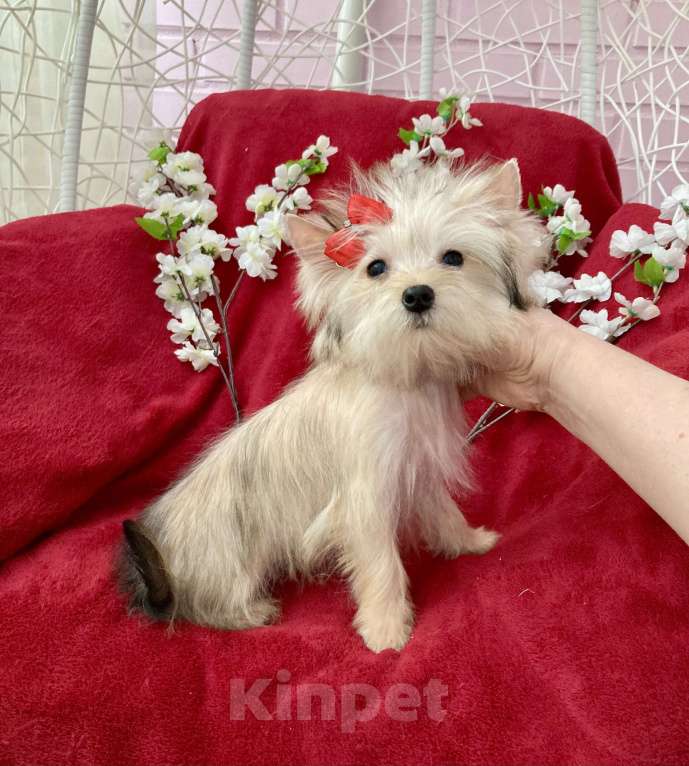 Собаки в Москве: Золотой йорк голддаст мини девочка Девочка, 60 000 руб. - фото 1